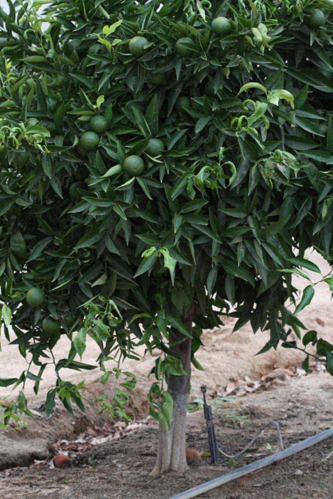            Habit (Riverside, CA)   